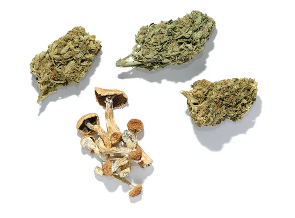 Beyaz arka planda kurutulmuş psilosibe mantarları ve marihuana tomurcukları. Psikedelik gezi, CBD eğlencesi. Mikro doz kavramı.