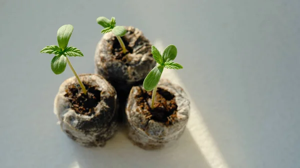 Brotos Cannabis Fecham Mudas Frescas Marijuana Planta Crescimento Fundo Claro — Fotografia de Stock
