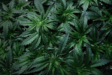 Kenevir CBD fabrikası kapanıyor. Taze marihuana yaprakları, çiçek açan arka plan, üst manzara, düz yatak. Kenevir rekreasyonu, yasallaştırma konsepti.
