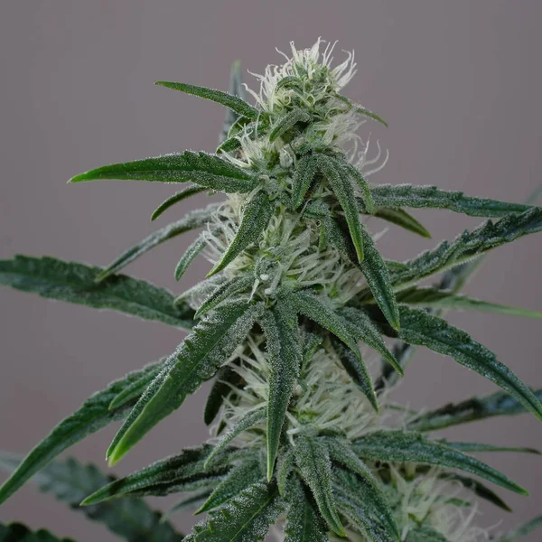 Kwitnący Krzak Konopi Świeża Marihuana Zielone Pąki Konopi Szarym Tle — Zdjęcie stockowe