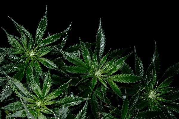 黑背景的大麻植物 放上新鲜的湿大麻叶 尽收眼底大麻娱乐 合法化概念 — 图库照片