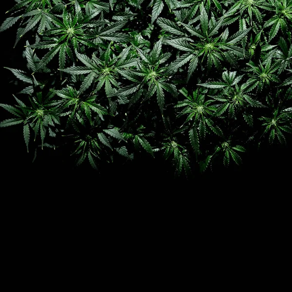 黒の背景に大麻Cbd植物 新鮮な湿式マリファナの葉 散水ブッシュ トップビューのレイアウト 麻のレクリエーション 合法化の概念 — ストック写真