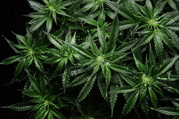 Cannabis Cbd Anläggning Nära Håll Layout Färska Marijuanablad Blommande Buske — Stockfoto