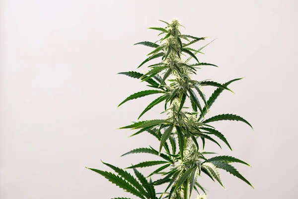 Bloeiende Wiet Struik Verse Marihuana Plant Groene Hennepknoppen Witte Achtergrond — Stockfoto