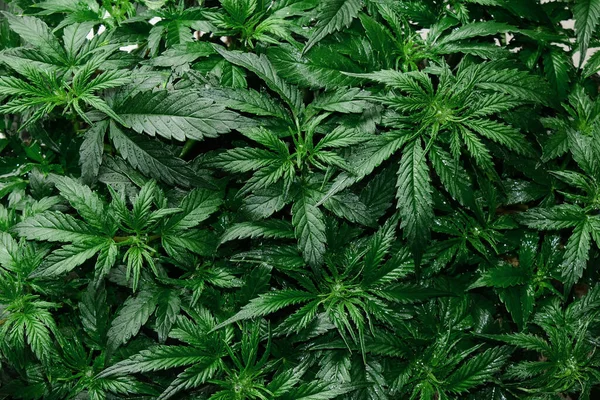 Cannabis Cbd Anläggning Nära Håll Layout Färska Marijuanablad Blommande Buske — Stockfoto