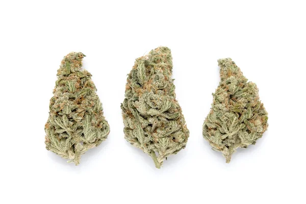 Kenevir yalnız çiçek açar. Beyaz arka planda marihuana tomurcukları. Kenevir yetiştirme konsepti. 