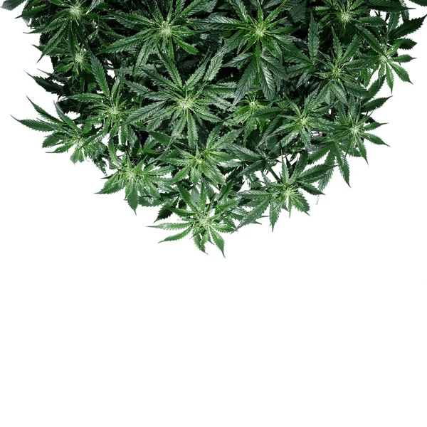 Cannabis Växt Isolerad Vit Bakgrund Layout Färska Våta Marijuanablad Vattning — Stockfoto