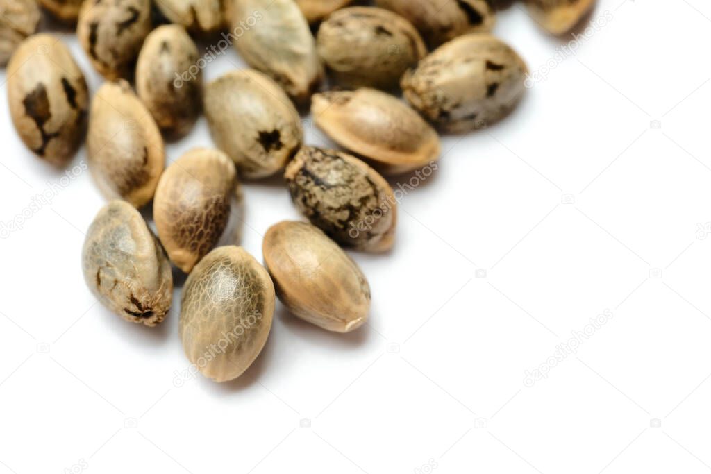 Hemp seeds macro isolate on white background. Cannabis seeds close-up. 