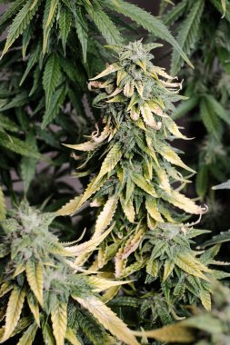 Kenevir yakın plan, makro görünüm açar. Hasat zamanı, olgunlaşma, aşırı dozda gübre. Sarı üçlü tomurcuklar, büyüyen konsept. 