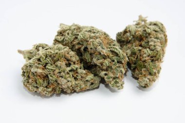 Kenevir çiçekleri, makro manzara, izole edilmiş. Beyaz arka planda marihuana tomurcuklarının yerleşimi. Kenevir yetiştirme kavramı, kurutma ve iyileştirme. 