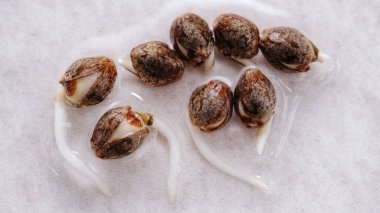 Taze ot fideleri. Beyaz arka planda taze kenevir filizleri. Marihuana tohumlarına yakından bak. Kenevir yetiştiriciliği. Büyüyen kavram.