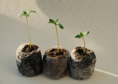 Kenevir tohumu Coir Pellets ile başlıyor. Marihuana yetiştiriyor. Bebek keneviri yakın plan.