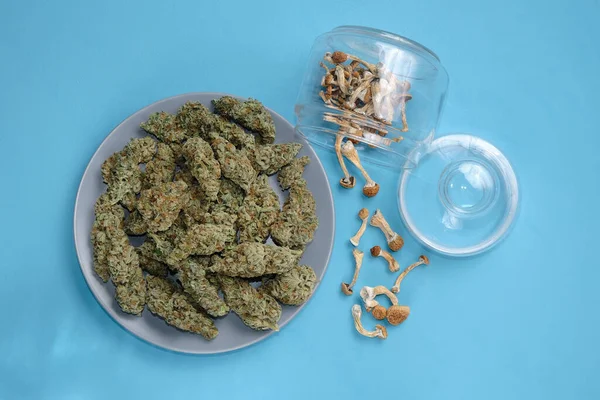 Mikro doz konsepti. Psilosibe Cubensis mantarları ve kenevirin çiçekleri bir tabakta kurutması, mavi bir düzen. Psilosibin psikedelik sihirli mantarlar Altın Öğretmen. Üst manzara, düz uzanma.