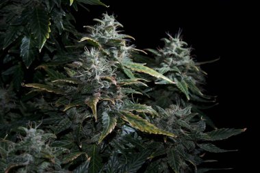 Çiçekli ve lekeli dişi kenevir çalısı. Siyah arka planda izole edilmiş taze marihuana bitkisi. Yeşil ve sarı kenevir konileri. Mikro büyüme kavramı.