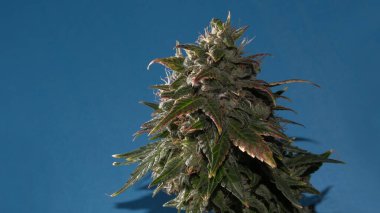 Mavi kağıtta esrar tomurcuğunun makro görünümü. Yeşil, mor ve sarı yapraklı kenevir çiçeği. Çiçek açan ve beyaz lekeli kadın marihuana çalısı. Mikro büyüme kavramı.