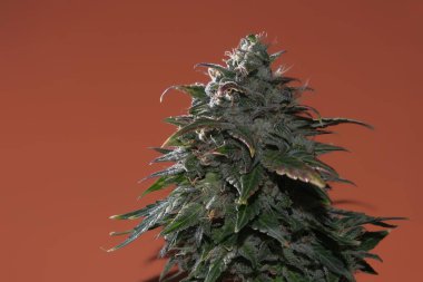 Kahverengi arka planda esrar tomurcuğunun makro görünümü. Yeşil, mor ve sarı yapraklı kenevir çiçeği. Çiçek açan ve beyaz lekeli kadın marihuana çalısı. Mikro büyüme kavramı.