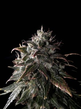 Çiçekli kenevir tomurcukları, salgı bezleri ve kahverengi lekeler. Siyah arka planda izole edilmiş taze CBD marihuana bitkisi. Bitkisel ilaç düzeni. Kenevir rekreasyonu, mikro büyüme konsepti.
