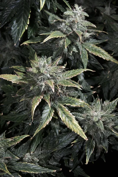 成熟的大麻种植在黑色背景上 有绿色和黄色叶子的大麻球果 宏观视图 女性大麻灌木 花朵盛开 有白色的花冠 微型增长概念 — 图库照片