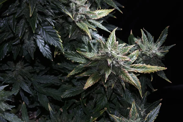 Pianta Marijuana Matura Sfondo Nero Coni Canapa Con Foglie Verdi — Foto Stock