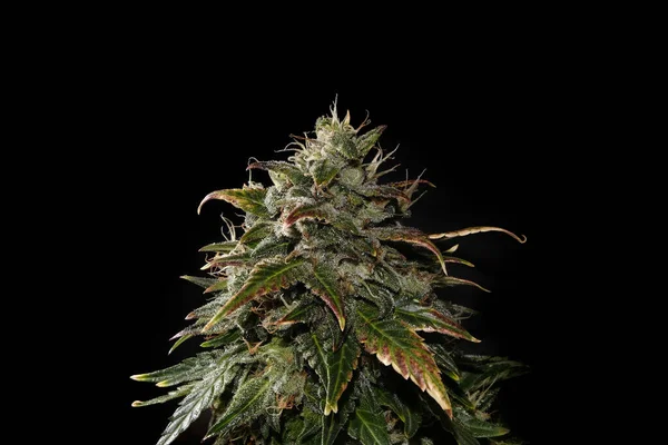 Floração Broto Cannabis Com Tricomas Glandulares Estigmas Marrons Planta Fresca — Fotografia de Stock