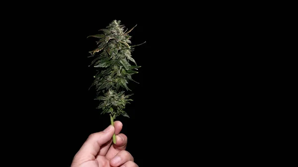 Marijuana Bud Black Background Man Hand Macro Hemp Blooming Flower — ストック写真