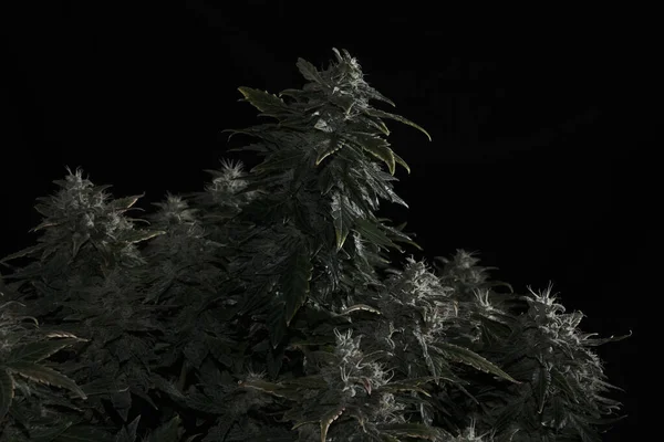 Arbusto Cannabis Feminino Com Flores Floridas Estigmas Planta Maconha Fresca — Fotografia de Stock