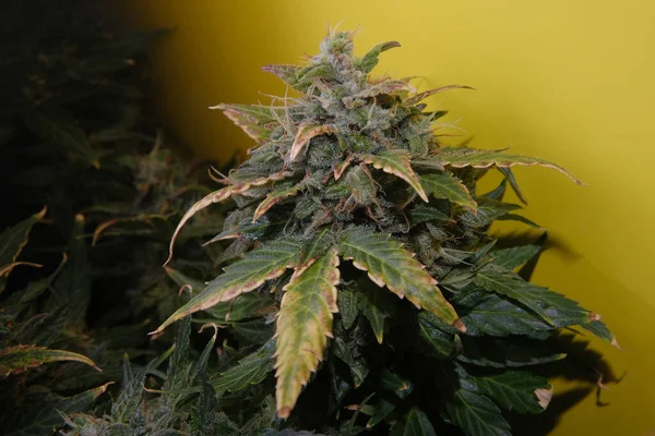 Kwitnie Głębokimi Zielonymi Liśćmi Stygmatami Widok Makro Dojrzewać Marihuanę Żółtym — Zdjęcie stockowe