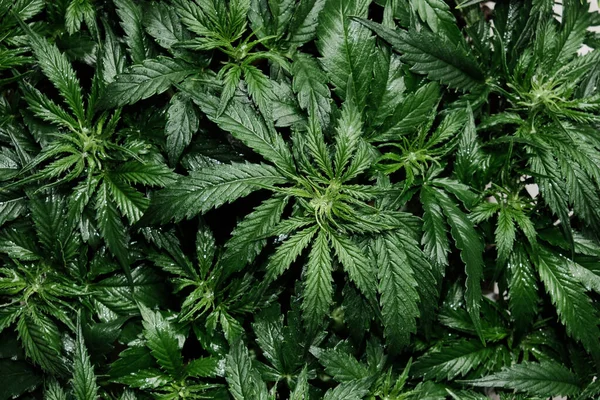 生物多样性公约 大麻植物关闭 新鲜的大麻叶 开花的灌木背景 顶部的视野 平坦的地面 大麻娱乐 合法化概念 — 图库照片