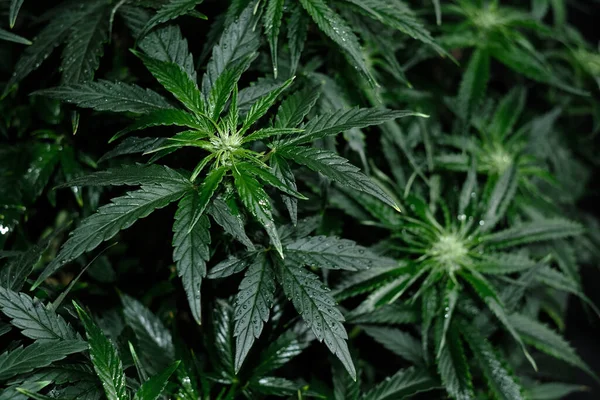 Cannabis Cbd Planta Fundo Preto Layout Folhas Frescas Maconha Molhada — Fotografia de Stock