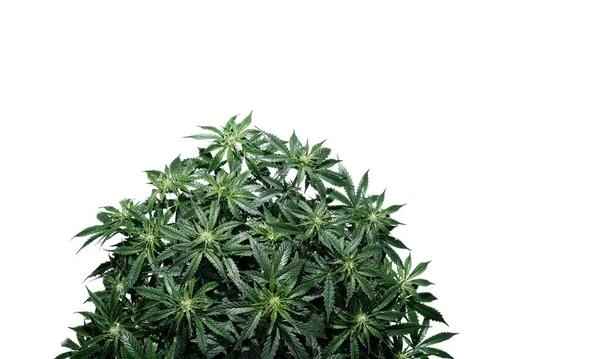 在白色背景下分离的大麻植物 新鲜的湿大麻叶 浇灌的灌木 顶部景观 大麻生长的概念 — 图库照片