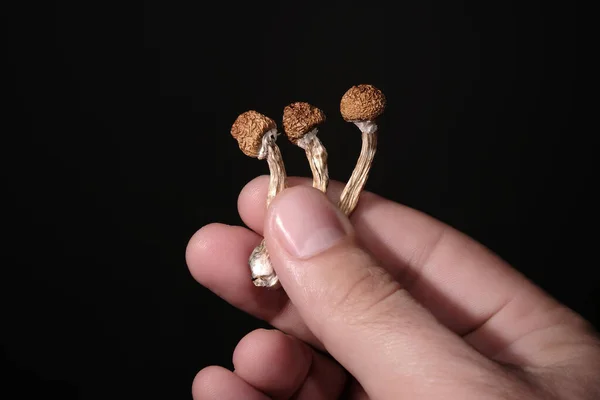 Psilocybin Mushrooms Man Hand Isolated Black Background Psychedelic Magic Trip — 스톡 사진