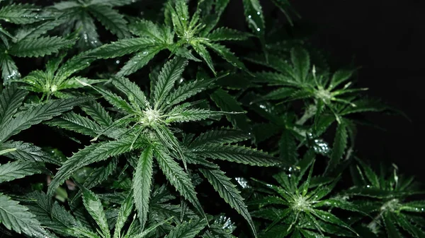 배경에 마리화나 잎사귀 위에서 내려다 절약하는 증대하는 — 스톡 사진