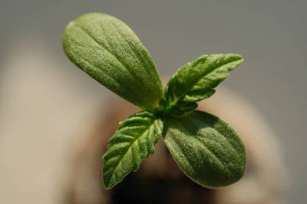 Cannabis Brota Cerca Plántulas Frescas Marihuana Joven Planta Cultivo Sobre —  Fotos de Stock