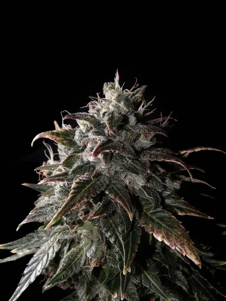Virágzó Cannabis Bud Mirigyes Trichomes Barna Stigmák Friss Cbd Marihuána — Stock Fotó