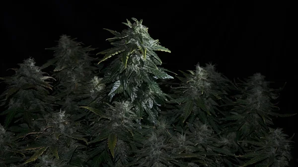 Żeński Krzak Konopi Kwitnącymi Kwiatami Stygmatami Świeża Marihuana Odizolowana Czarnym — Zdjęcie stockowe