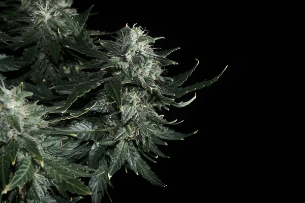 Arbusto Cannabis Feminino Com Flores Floridas Estigmas Planta Maconha Fresca — Fotografia de Stock