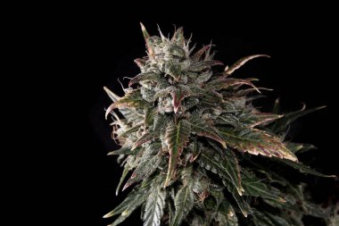 Çiçekli kenevir tomurcukları, salgı bezleri ve kahverengi lekeler. Siyah arka planda izole edilmiş taze CBD marihuana bitkisi. Bitkisel ilaç düzeni. Kenevir rekreasyonu, mikro büyüme konsepti.
