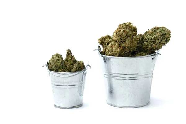 Száraz Kannabisz Marihuána Virágzik Vödrökben Fehér Háttérrel Nagy Kenderrügy Vödrökben — Stock Fotó
