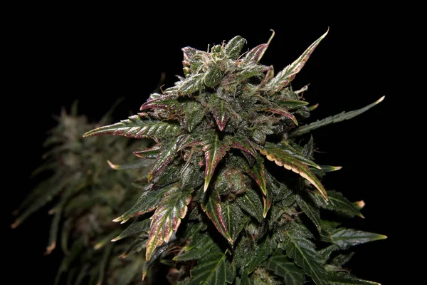 Siyah Arka Planda Ripen Marihuana Bitkisi Yeşil Sarı Yapraklı Kenevir — Stok fotoğraf
