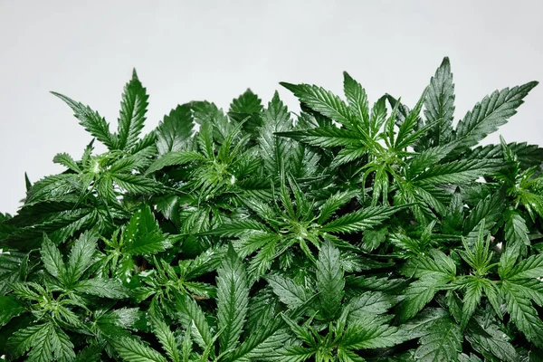 Planta Cannabis Isolada Sobre Fundo Branco Layout Folhas Frescas Maconha — Fotografia de Stock