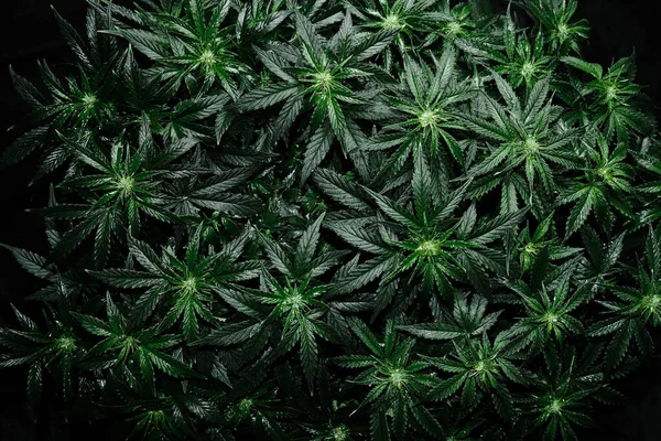 Cannabis Cbd Plant Zwarte Achtergrond Indeling Van Verse Natte Marihuana — Stockfoto