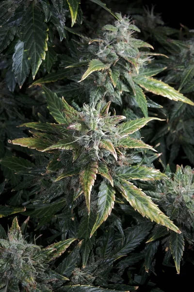Dojrzewać Marihuanę Czarnym Tle Szyszki Konopne Zielonymi Żółtymi Liśćmi Widok — Zdjęcie stockowe