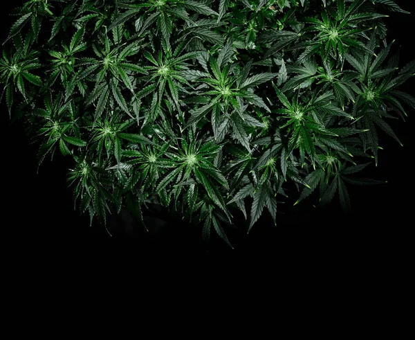 黑背景的大麻Cbd植物 新鲜的湿大麻叶 浇灌的灌木 顶部景观 大麻娱乐 合法化概念 — 图库照片