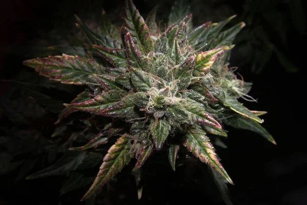 Siyah Arka Planda Ripen Marihuana Tomurcuğu Makro Yeşil Mor Sarı — Stok fotoğraf