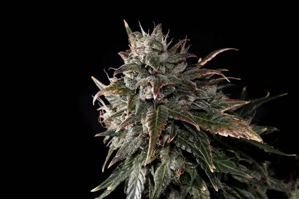 Blühende Cannabis Knospe Mit Drüsen Trichomen Und Braunen Stigmen Frische — Stockfoto