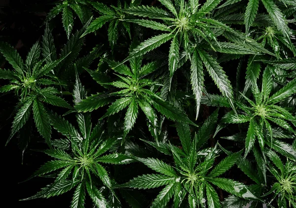 Kenevir Çalısı Kapanıyor Taze Islak Marihuana Yaprakları Sulama Otları Üst — Stok fotoğraf