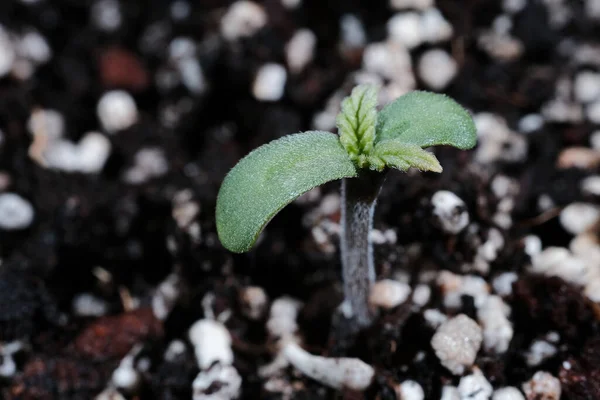 Cannabis Brota Close Fundo Solo Mudas Frescas Marijuana Cânhamo Bebê — Fotografia de Stock