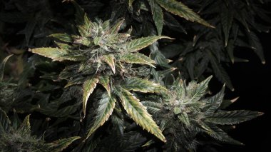 Yeşil ve sarı yapraklı kenevir kozalakları, makro manzaralı. Siyah arka planda Ripen marihuana bitkisi. Çiçek açan ve beyaz lekeli dişi kenevir çalısı. Mikro büyüme kavramı.