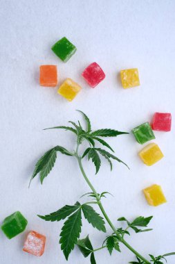 Beyaz dokulu arka planda renkli marmelat ve marihuana bitkisinin yerleşimi. CBD yağlı tatlılar. Üst manzara, düz uzanma.