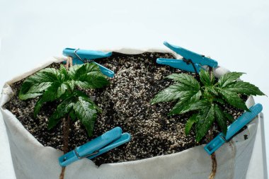 Mikro büyüme teknolojisi LST (düşük stres eğitimi), makro görünüm. Kenevir ekimi. Bitki yetiştirme evresi. Hindistan cevizi toprağıyla dolu bir kutuda küçük marihuana bitkisi..